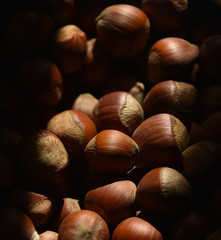 hazelnut hazelnuts in sunlight close-up