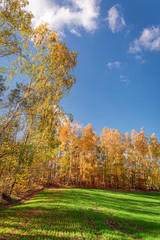 Sunny forest and green field in the autumn, Poland