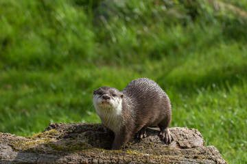 Asian small clawed otters, Aonyx cinereus, in group and alone, close up portrait walking /running on grass on a bright summers day
