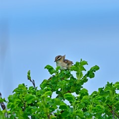 新緑の若葉とムシクイのコラボ＠北海道