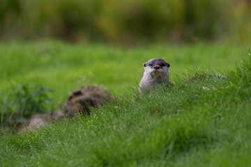 Asian small clawed otters, Aonyx cinereus, in group and alone, close up portrait walking /running on grass on a bright summers day