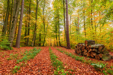 Brown and green path in the autumn forest in Poland