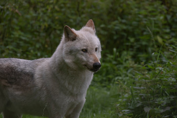 Arctic wolf, Canis lupus arctos, close up portrait during a warm summer surrounded by green vegetation.