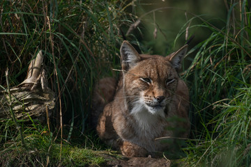 Naklejka na ściany i meble Eurasian lynx/bobcat, Lynx lynx, resting/sleeping between tufts of grass on a sunny summers day.