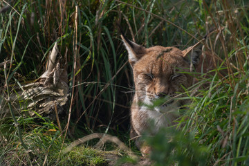 Fototapeta na wymiar Eurasian lynx/bobcat, Lynx lynx, resting/sleeping between tufts of grass on a sunny summers day.