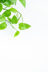Green liana green radish leaves on white background