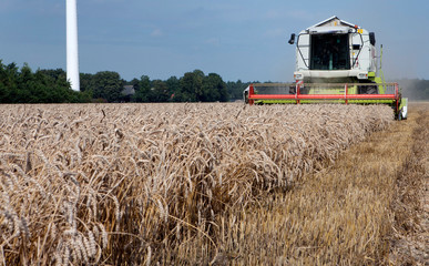 Corn crop. Grain harvest Netherlands. Combine harvesting