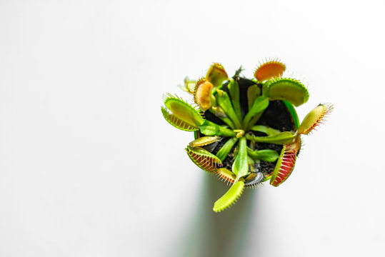 Venus Flytrap (Dionaea) in a pot, isolated on white background. Venus flytrap (Dionaea muscipula), carnivorous plant in a pat isolated on white. Insect eating plant. 