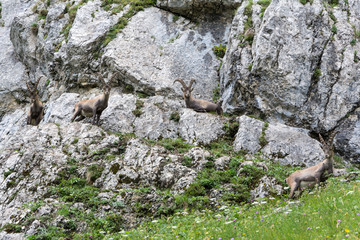 Fototapeta na wymiar Capricorns standing on a steep rock in the Alps