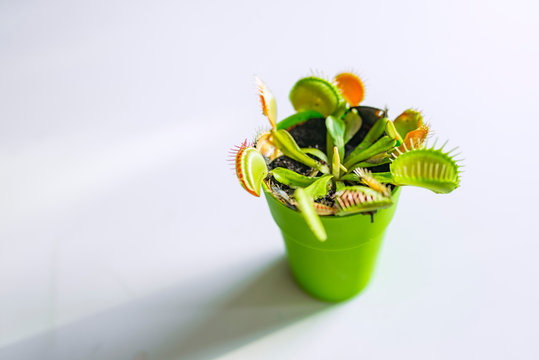 Venus Flytrap (Dionaea) in a pot, isolated on white background. Venus flytrap (Dionaea muscipula), carnivorous plant in a pat isolated on white. Insect eating plant. 