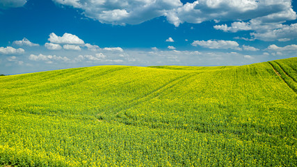 Fototapeta premium Blooming rape fields in sunny day, Poland from above