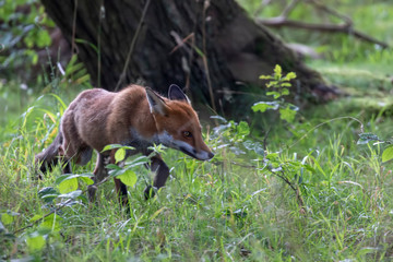 Red fox, Vulpes vulpes, hiding/walking in long grass within a woodland during the summer day time in scotland.