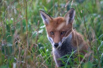 Red fox, Vulpes vulpes, hiding/walking in long grass within a woodland during the summer day time in scotland.