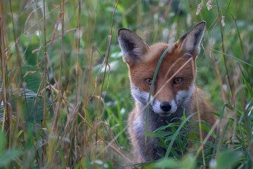 Red fox, Vulpes vulpes, hiding/walking in long grass within a woodland during the summer day time in scotland.