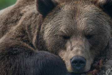 European brown bear, Ursus arctos arctos, close up relaxing/sleeping on a stump during a warm summers day.