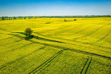 Flying above yellow rape fields, Poland from above