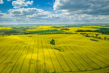 Yellow rape fields with blue sky, Poland from above