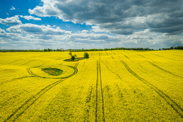 Yellow rape fields with blue sky, Poland, aerial view