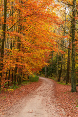 Wonderful and brown path in the autumn forest, Europe