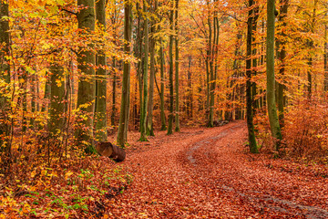 Brown and green path in autumn forest, Europe