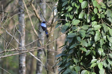 blue bird with black pepper plant