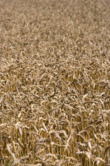 Field of grain. Corn. Ears