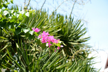 Beautiful bougainvillea flowers in a tropical garden close up