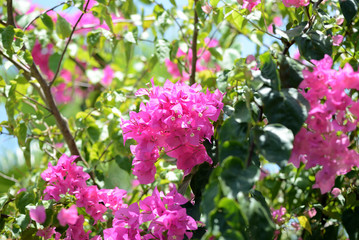 Fototapeta premium Beautiful bougainvillea flowers in a tropical garden close up