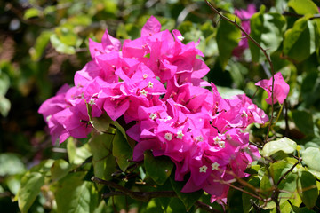 Beautiful bougainvillea flowers in a tropical garden close up