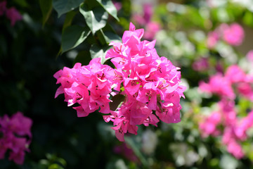 Beautiful bougainvillea flowers in a tropical garden close up