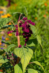 View of red ball flower in the summer time garden