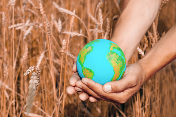 male hands with Earth planet model on a background of ears of wheet in a countryside, worldwide...