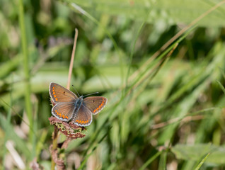 papillon