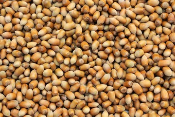 Hazelnuts consumed as dried fruits