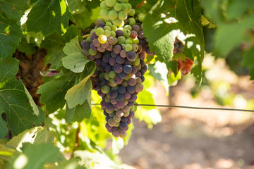 Details of the first green grapes for wine.