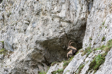 Capricorn standing on a steep rock in the Alps