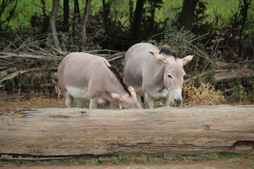couple d'ânes