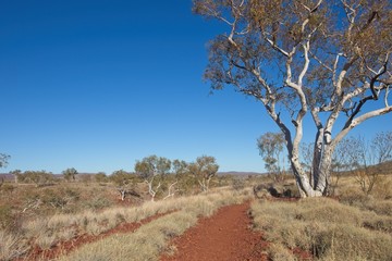 Aerial view of panorama in Pilbara, Western Australia, with green outback landscape, white gum trees, mountains, sunny blue sky as background.