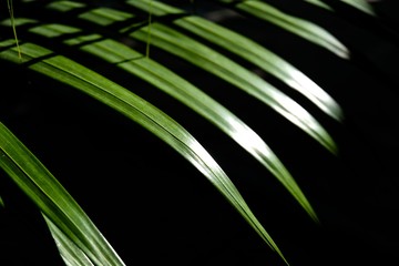 Tropical palm leave with shadow shading light.