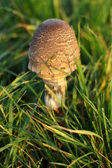 Grzyb © Maciej