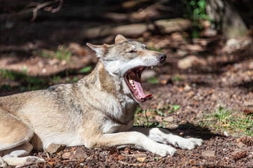 Wilder Wolf im Wald offenens Maul große Zähne Tooth Raubtier