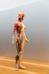 Anatomical model of female human body