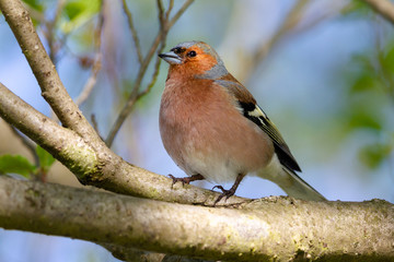 Common Chaffinch (Fringilla coelebs) sitting in a tree in the nature reserve Moenchbruch near Frankfurt, Germany.