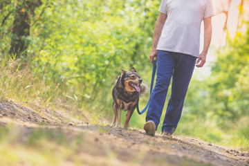 Man and dog are best friends. The man holds the dog on a leash, walks on a dirt road in the forest...