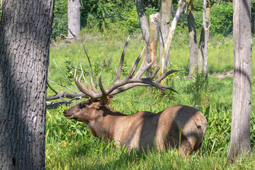 The Wapiti - strong elk in the swamp where it partially protects against invasive insects in the mud