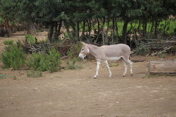 âne