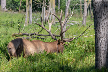 The Wapiti - strong elk in the swamp where it partially protects against invasive insects in the mud
