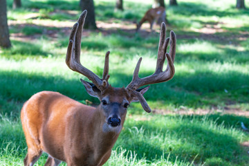 The deer with velvet antlers on meadow in forest