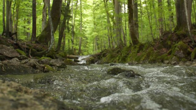 Wild water in a primordial forest