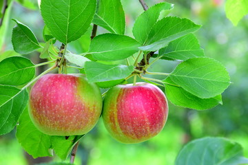 Streuobstwiese - Äpfel - Apfelbäume in Südtirol mit reifen roten Äpfeln